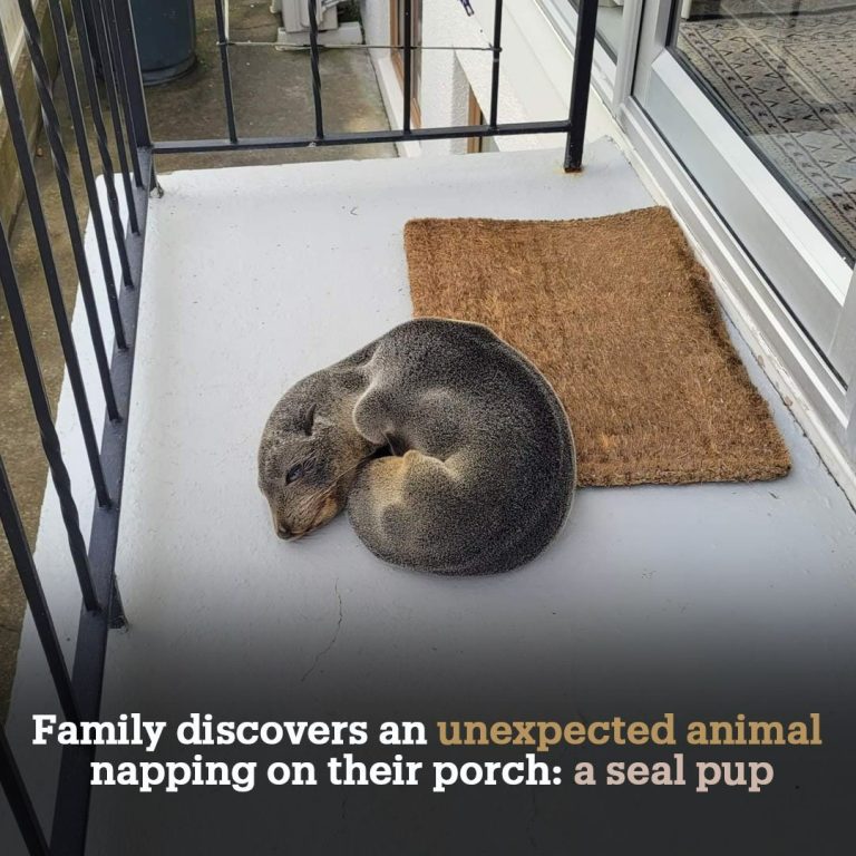 Family discovers an unexpected animal napping on their porch: a seal pup