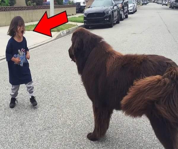Boy Meets Dog In The Street – No One Expected What Happened Next