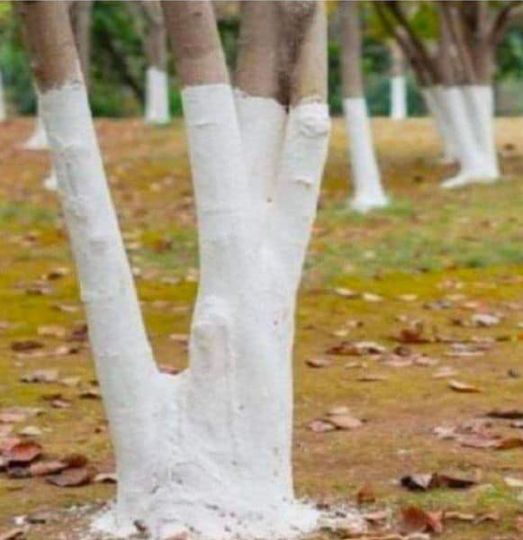 If you spot white-painted trees, you had better know what it means