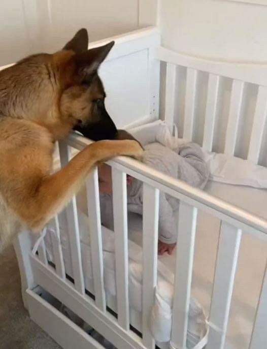 A newly acquired stray dog saved a newborn baby in the middle of the night.