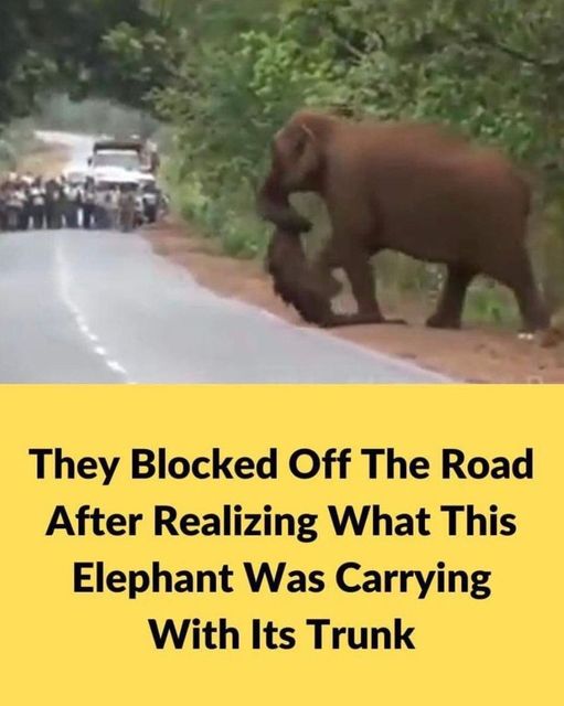 They blocked off the road after realizing what this elephant was carrying with its trunk