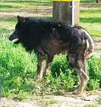 “Werewolf” Stands On Side Of Road For Months: Then A Stranger Approaches And Does The Unthinkable