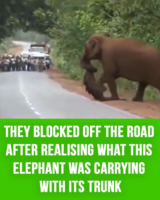 ELEPHANTS GRIEVED OVER THE LOSS OF A BABY ELEPHANT, AND DID SOMETHING SIMILAR TO A FUNERAL