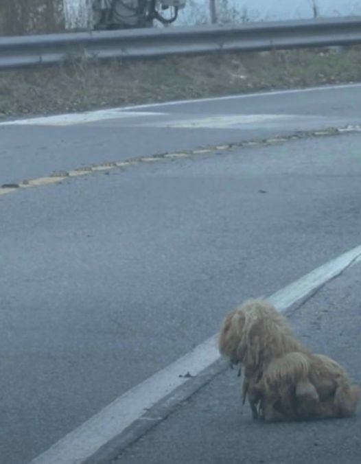 Matted Dog Ceaselessly Glares At Cars For 2 Years Hoping Her Owner Returns