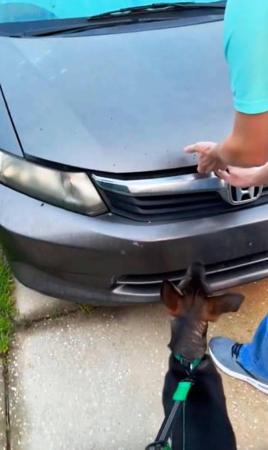 Dog won’t stop barking at owner’s car — what they find under the hood leaves them stunned