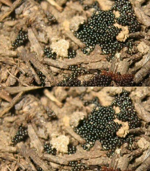 If You Spot These Eggs in Your Garden, Act Immediately!