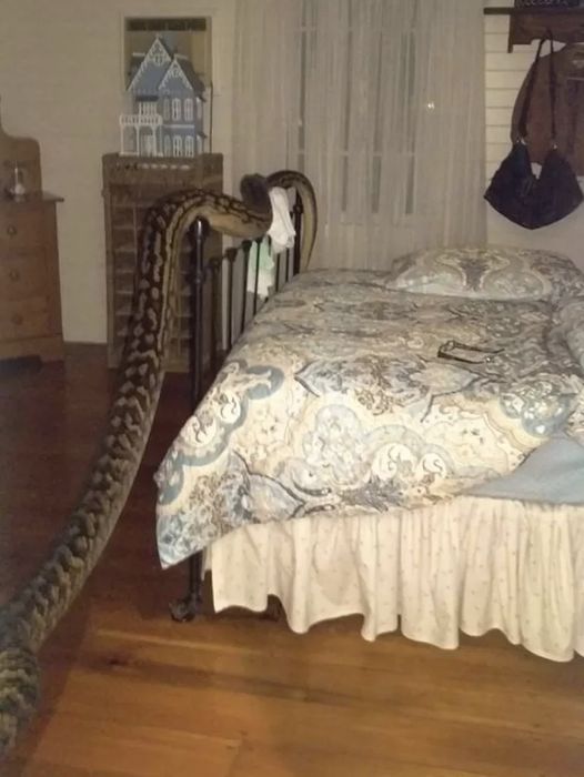 When She Woke Up She Got Surprise To See A 5 Metres Snake Aside Her Bed.. Where He Came From? You All Should Be Carefull At Home