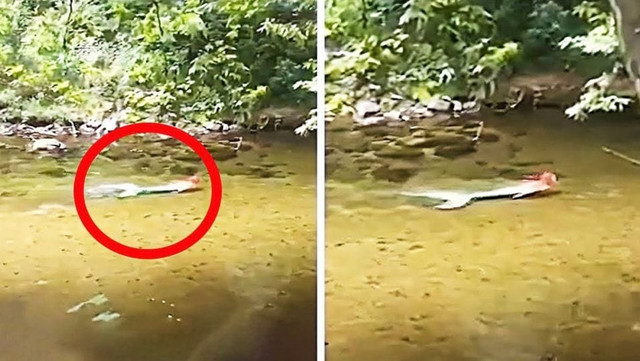 Tourists Spot Weird Figure In River – They Turn Pale When They Take A Closer Look