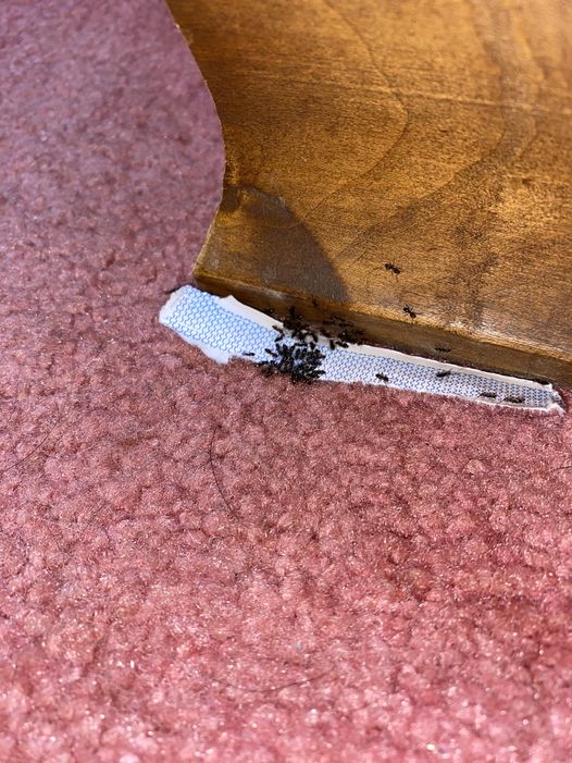 Easy Ways To Get Rid Of Ants In The House