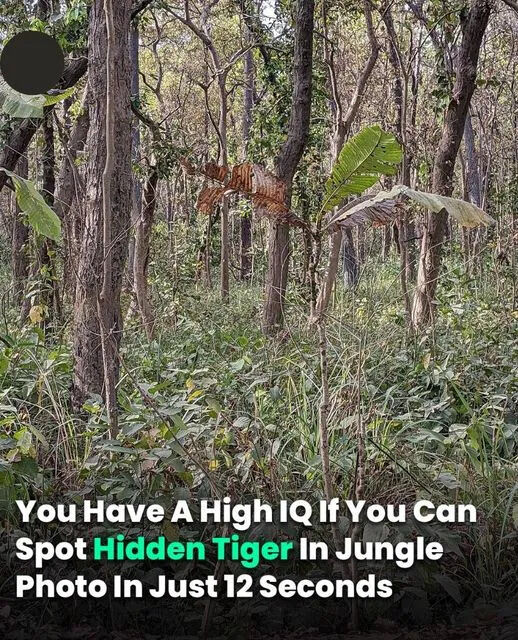 You Have A High IQ If You Can Spot Hidden Tiger In Jungle Photo In Just 12 Seconds