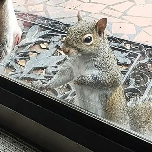 Every day, a squirrel bangs on the house window: After eight years, they understand what she wants to say