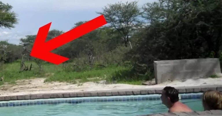 Tourists enjoyed their hot summer day at the pool, when suddenly an uninvited visitor showed up at their party