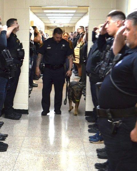 When a police dog was diagnosed with terminal cancer, her fellow officers lined up for a beautiful final goodbye 😢💔 See the emotional send-off